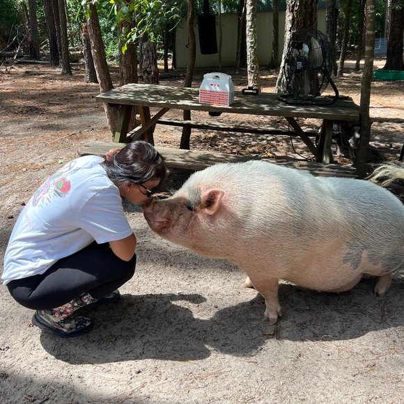 ❤Southern Oaks Sanctuary-All Sales Support our Non-Profit❤ - Picture 1 of 16